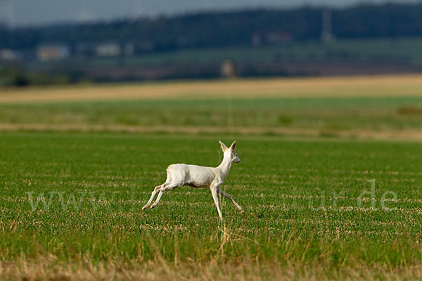 Rehwild (Capreolus capreolus)