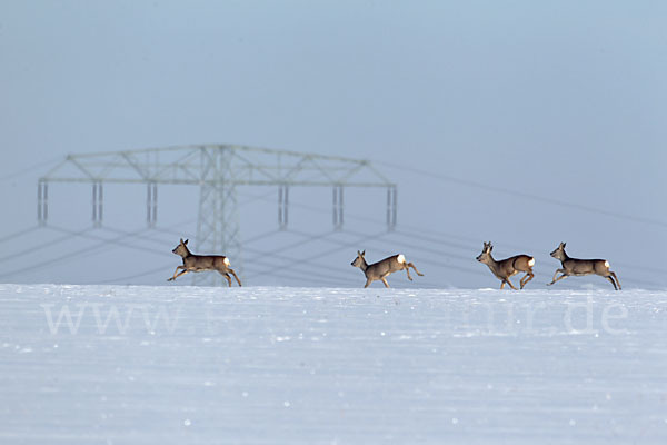 Rehwild (Capreolus capreolus)