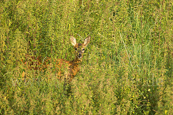 Rehwild (Capreolus capreolus)