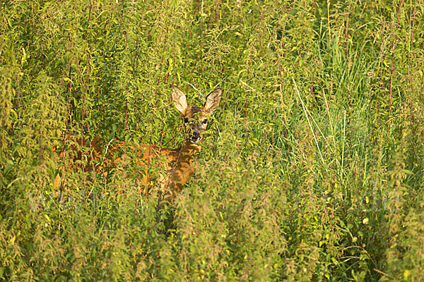 Rehwild (Capreolus capreolus)