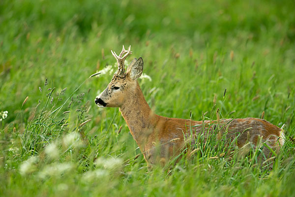 Rehwild (Capreolus capreolus)