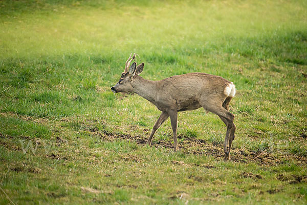 Rehwild (Capreolus capreolus)