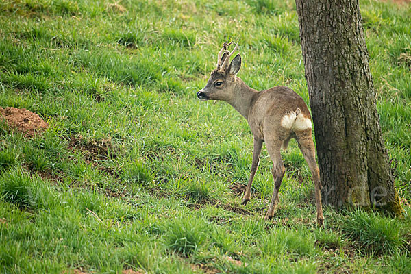 Rehwild (Capreolus capreolus)