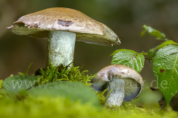 Reihiger Klumpfuß (Cortinarius glaucopus)