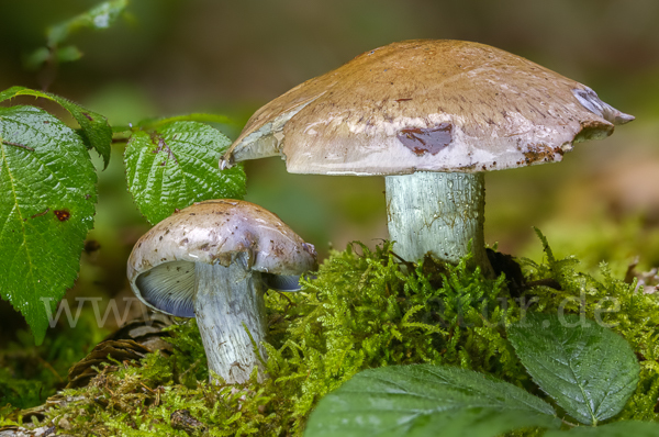 Reihiger Klumpfuß (Cortinarius glaucopus)