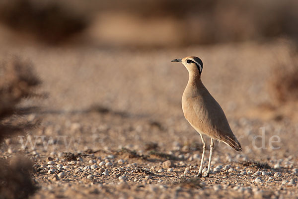 Rennvogel sspec. (Cursorius cursor bannermanni)