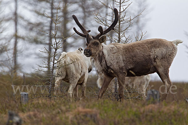 Rentier (Rangifer tarandus)