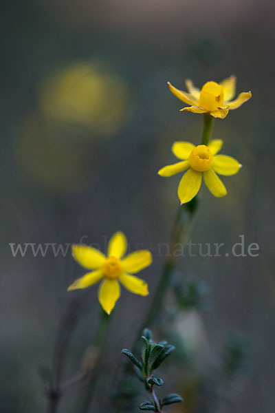 Requiens Narzisse (Narcissus assoanus)