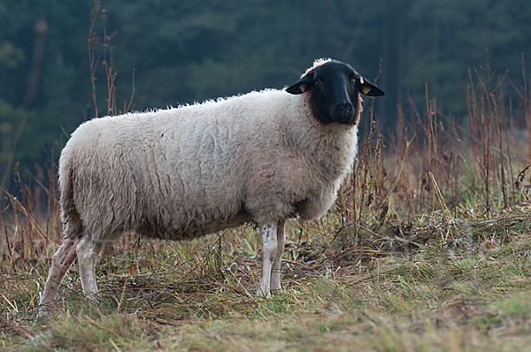 Rhönschaf (Ovis gmelini aries sspec.)