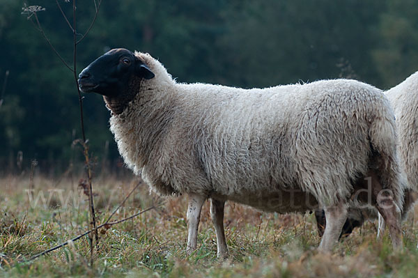 Rhönschaf (Ovis gmelini aries sspec.)