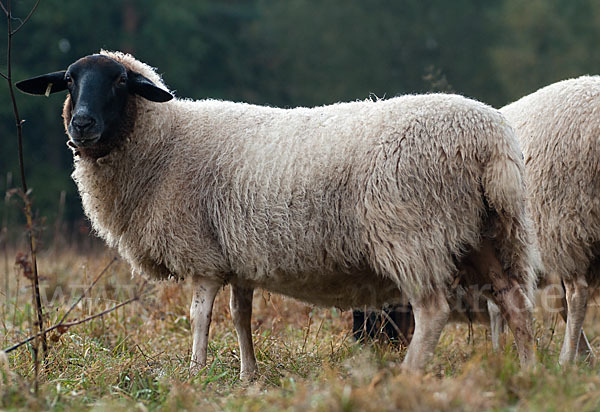 Rhönschaf (Ovis gmelini aries sspec.)