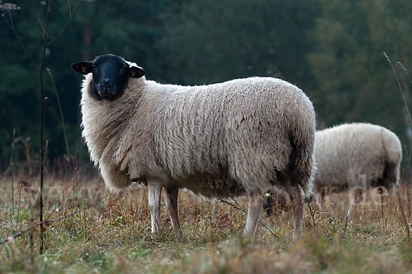 Rhönschaf (Ovis gmelini aries sspec.)