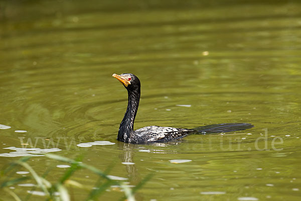 Riedscharbe (Phalacrocorax africanus)