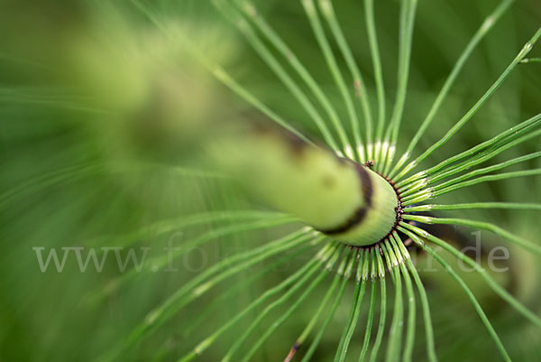 Riesen-Schachtelhalm (Equisetum telmateia)