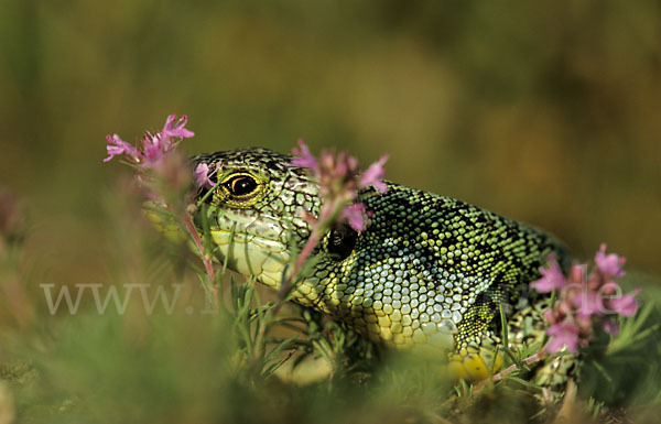 Riesensmaragdeidechse sspec. (Lacerta trilineata dobrogica)