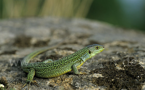 Riesensmaragdeidechse sspec. (Lacerta trilineata dobrogica)