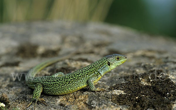 Riesensmaragdeidechse sspec. (Lacerta trilineata dobrogica)