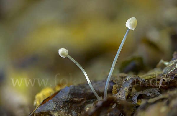 Rillstieliger Helmling (Mycena polygramma)