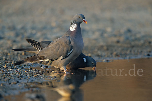 Ringeltaube (Columba palumbus)