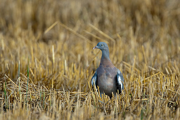 Ringeltaube (Columba palumbus)