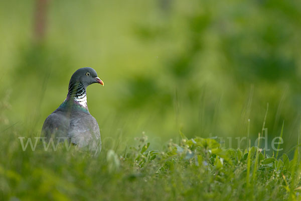 Ringeltaube (Columba palumbus)