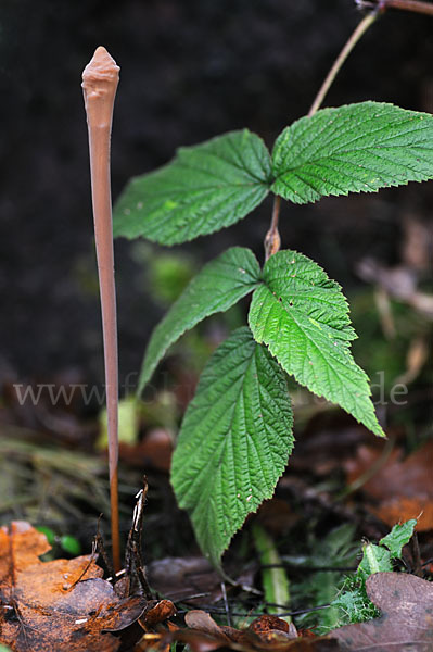 Röhrige Keule (Macrotyphula fistulosa)