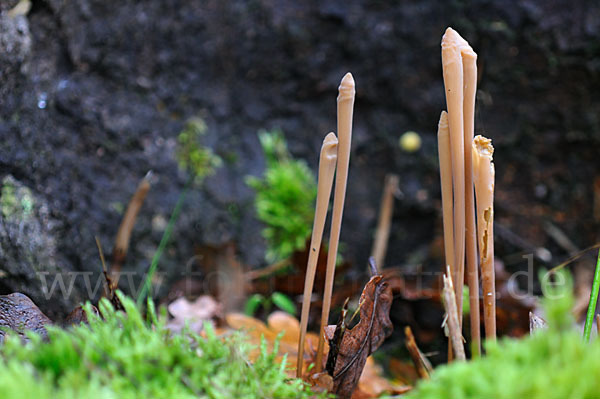 Röhrige Keule (Macrotyphula fistulosa)