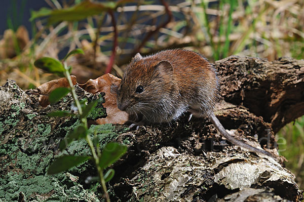 Rötelmaus (Clethrionomys glareolus)