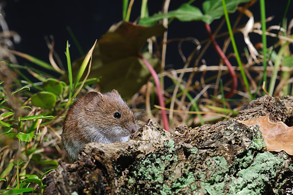 Rötelmaus (Clethrionomys glareolus)