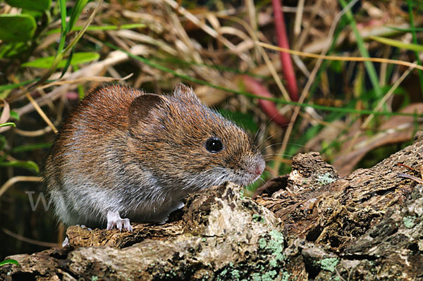 Rötelmaus (Clethrionomys glareolus)