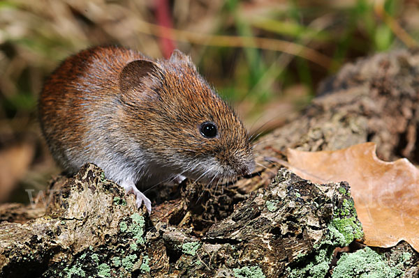 Rötelmaus (Clethrionomys glareolus)