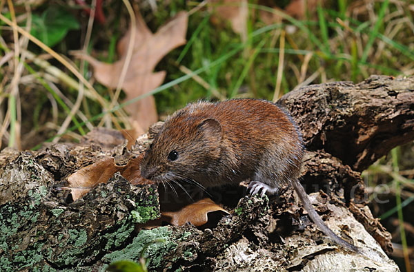 Rötelmaus (Clethrionomys glareolus)