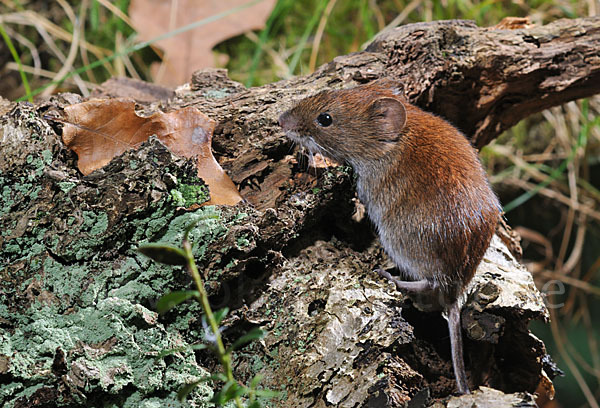 Rötelmaus (Clethrionomys glareolus)