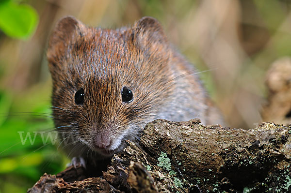 Rötelmaus (Clethrionomys glareolus)