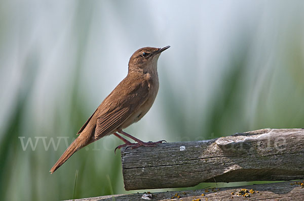 Rohrschwirl (Locustella luscinioides)