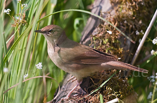 Rohrschwirl (Locustella luscinioides)