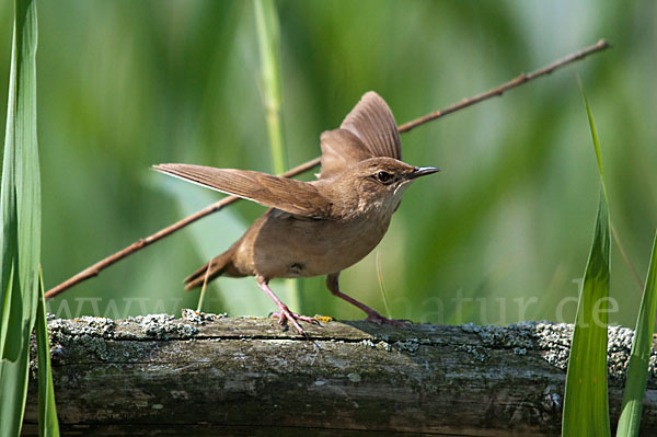 Rohrschwirl (Locustella luscinioides)