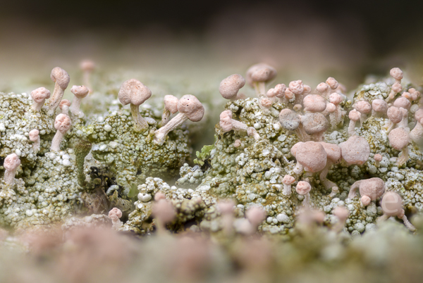 Rosa Köpfchenflechte (Dibaeis baeomyces)