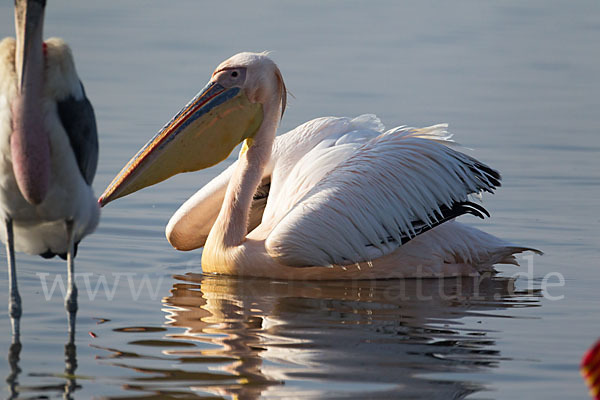 Rosapelikan (Pelecanus onocrotalus)