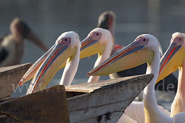 Rosapelikan (Pelecanus onocrotalus)