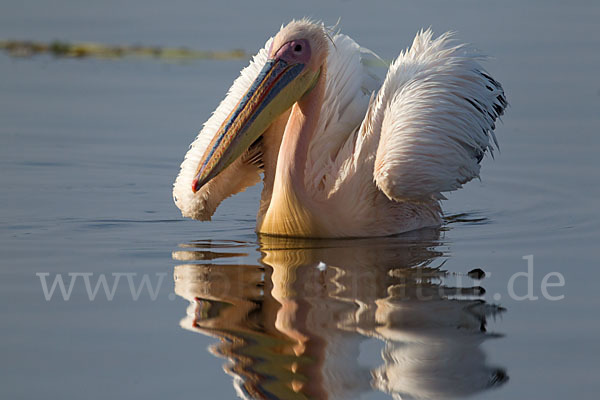 Rosapelikan (Pelecanus onocrotalus)