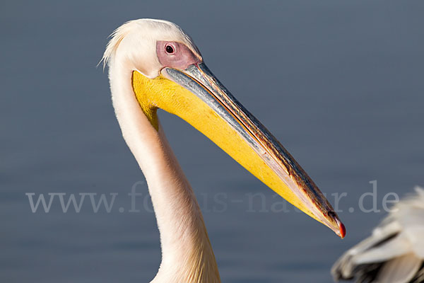 Rosapelikan (Pelecanus onocrotalus)