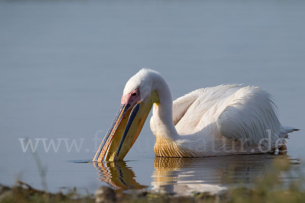 Rosapelikan (Pelecanus onocrotalus)