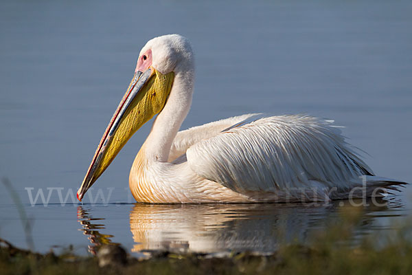 Rosapelikan (Pelecanus onocrotalus)