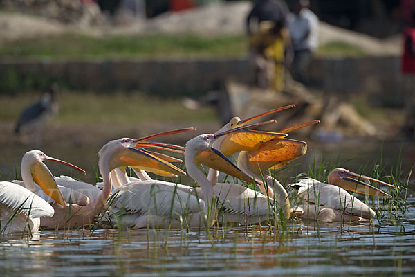 Rosapelikan (Pelecanus onocrotalus)