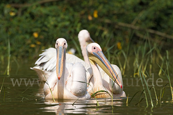 Rosapelikan (Pelecanus onocrotalus)