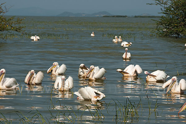 Rosapelikan (Pelecanus onocrotalus)