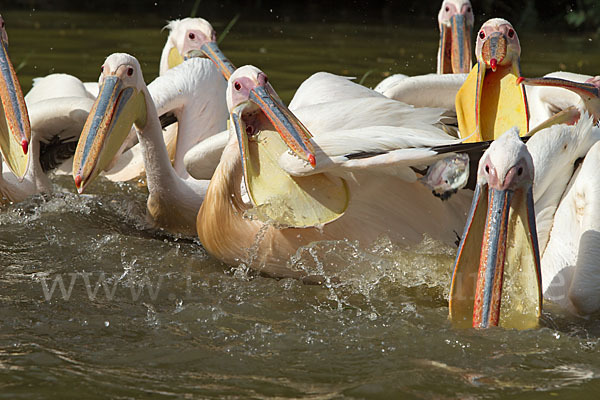 Rosapelikan (Pelecanus onocrotalus)