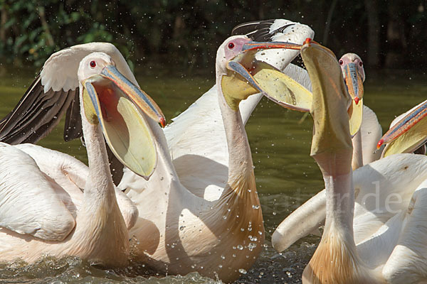 Rosapelikan (Pelecanus onocrotalus)