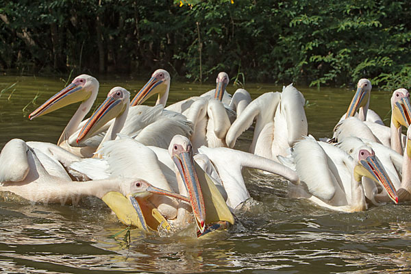 Rosapelikan (Pelecanus onocrotalus)